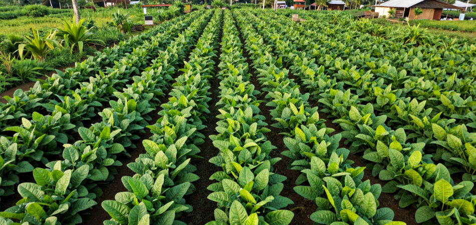 Kebun rempah